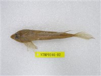 藏品(彎角(魚銜))的圖片